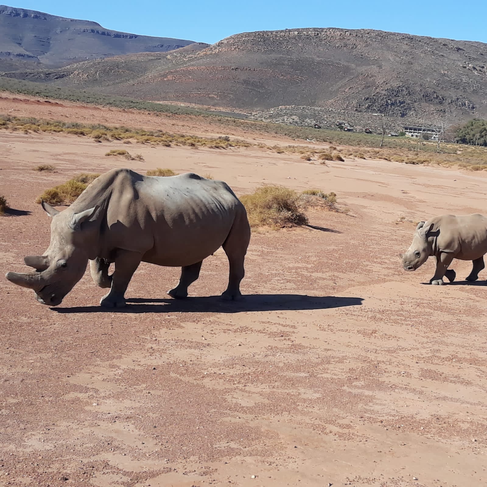 Wild Life - Animal 12